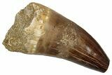 Fossil Prognathodontid Mosasaur Tooth - Feeding Worn Tip #345142-1